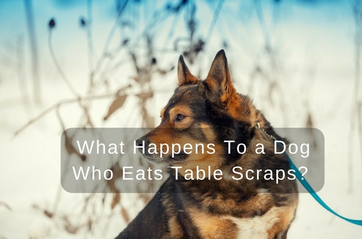 What Happens to a Dog Who Eats Table Scraps?