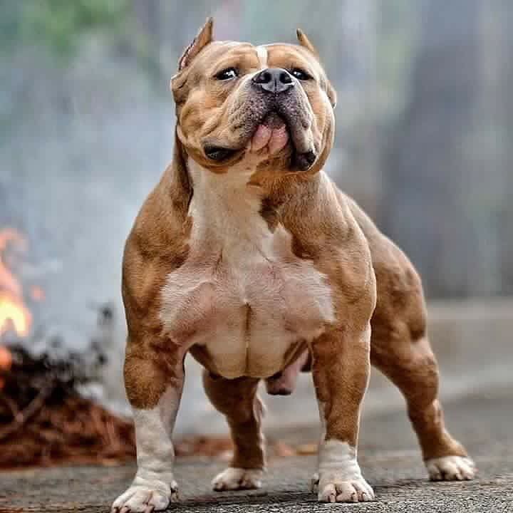 pitbull type dogs