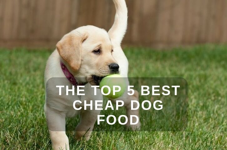 Best Cheap Dog Food