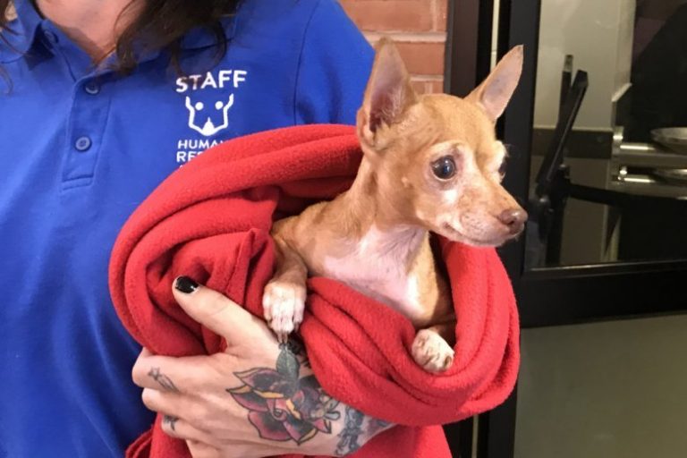 How to Know When It’s Time to Euthanize Your Pet The Pet Town