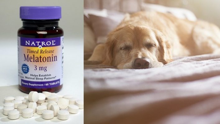 Is Melatonin Safe For Dogs With Anxiety preview