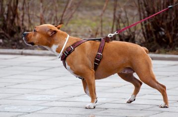 Choosing the Right Harness for Your Adventure-Loving Dog - The Pet Town