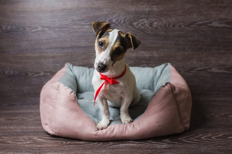 5 Reasons Why Your Dog Refuses to Sleep on a Bed (Tips you need to know) The Pet Town