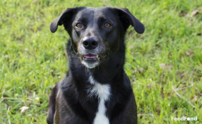 The Complete Guide To Border Collie Lab Mix All You Need To Know The Pet Town