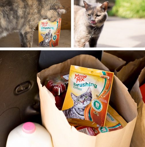 How to Keep Your Cat Comfortable During a Move The Pet Town