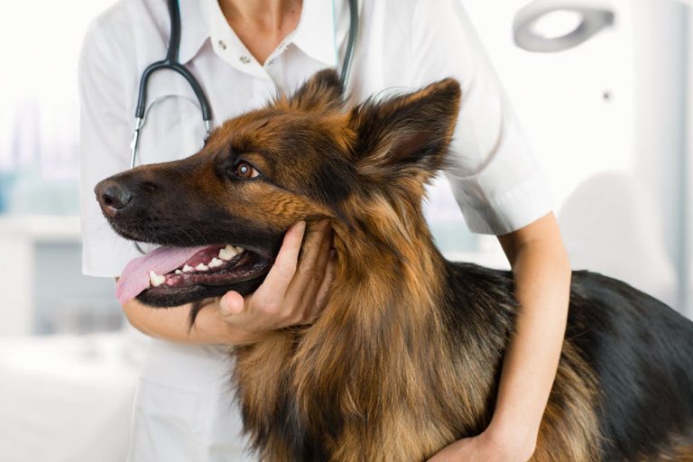 How to Manage an Allergic Reaction to Dogs The Pet Town