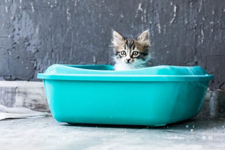 Can You Flush Cat Litter? Don’t Be Shocked To Know The Answer! The