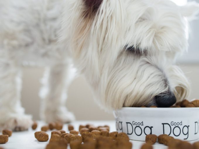 10 Reasons Why You Should Give Your Dog Fresh Food The Pet Town