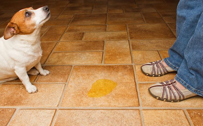 How To Clean Pet Urine On Tile And, Best Way To Clean Tile Floors With Pets