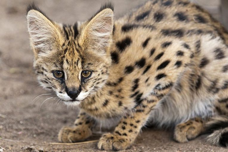 Everything You Need to Know About the Savannah Cat. The Pet Town