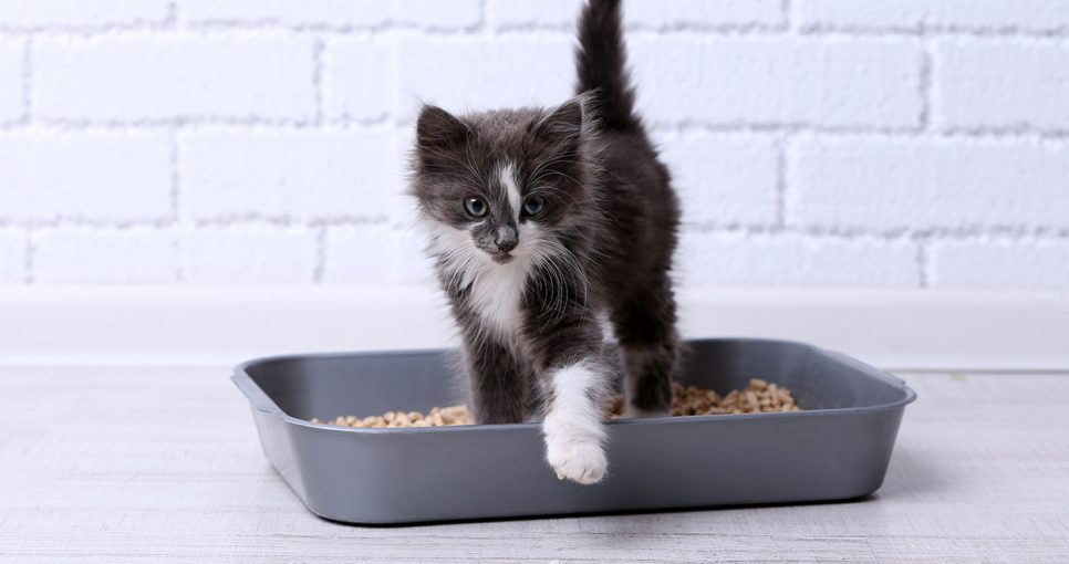 How To Attract The Cat To The Litter Box The Pet Town