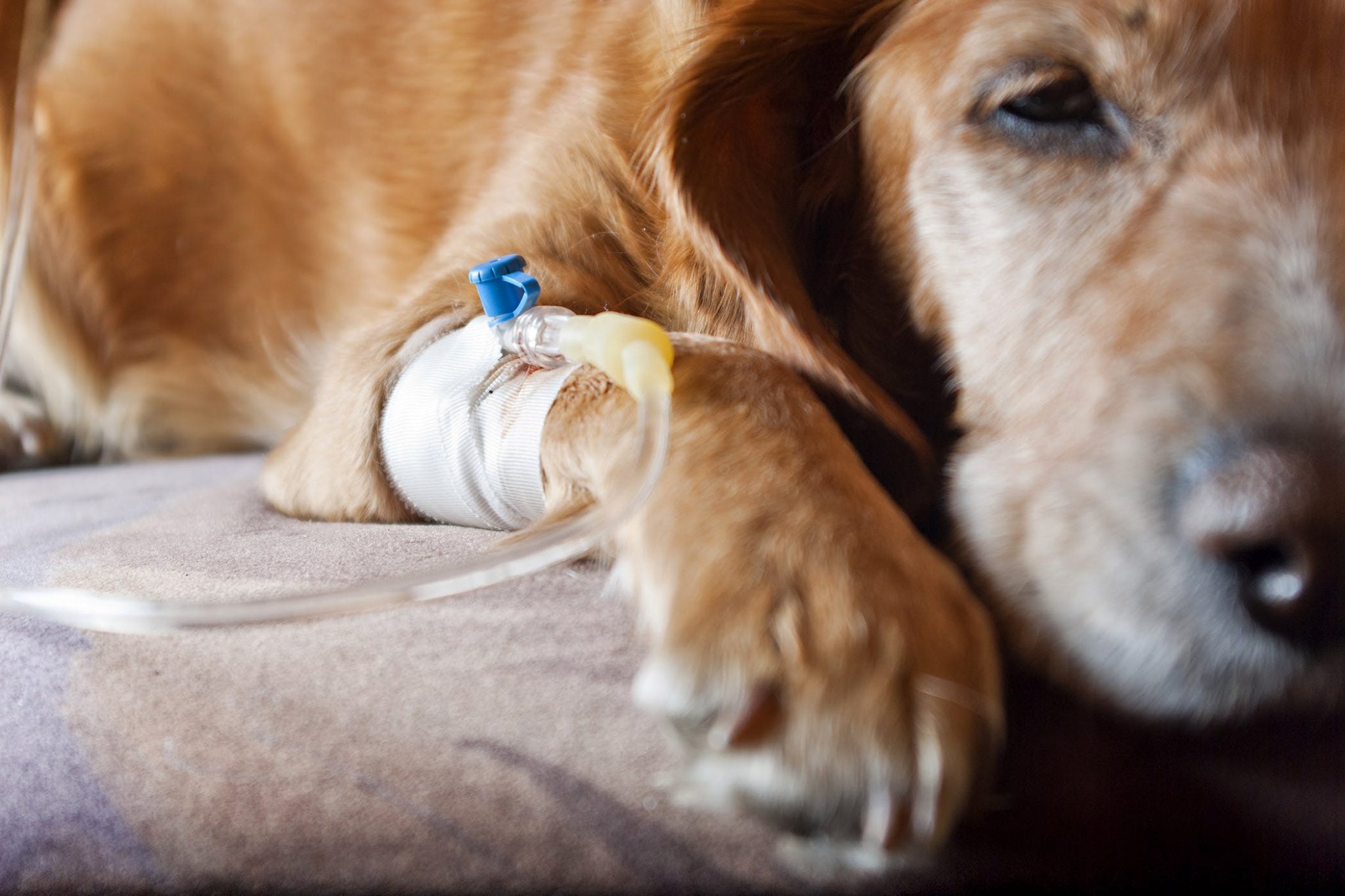 How to Terminate A Dog Pregnancy At Home? The Pet Town