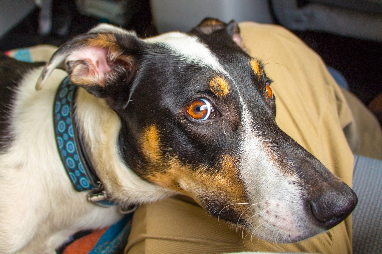 What Does It Mean When A Dog Lays On Your Feet? The Pet Town