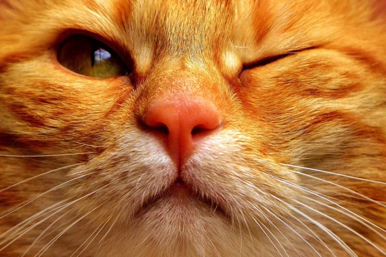 Conjunctivitis In Cats How Long Does It Last? The Pet Town