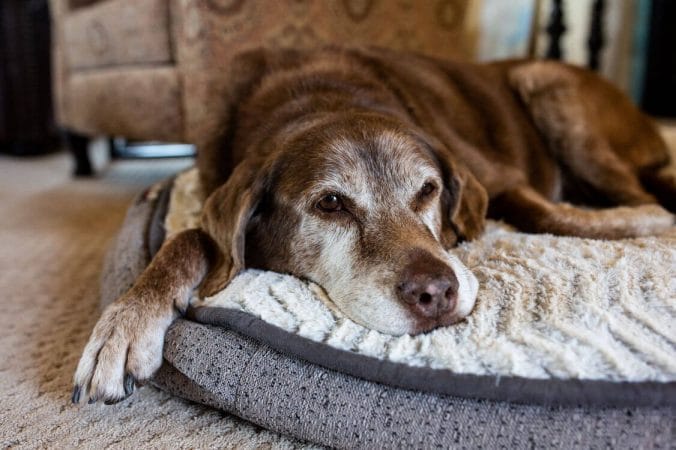 What Causes Joint Pain In Your Dog And How To Help Relieve It The Pet Town