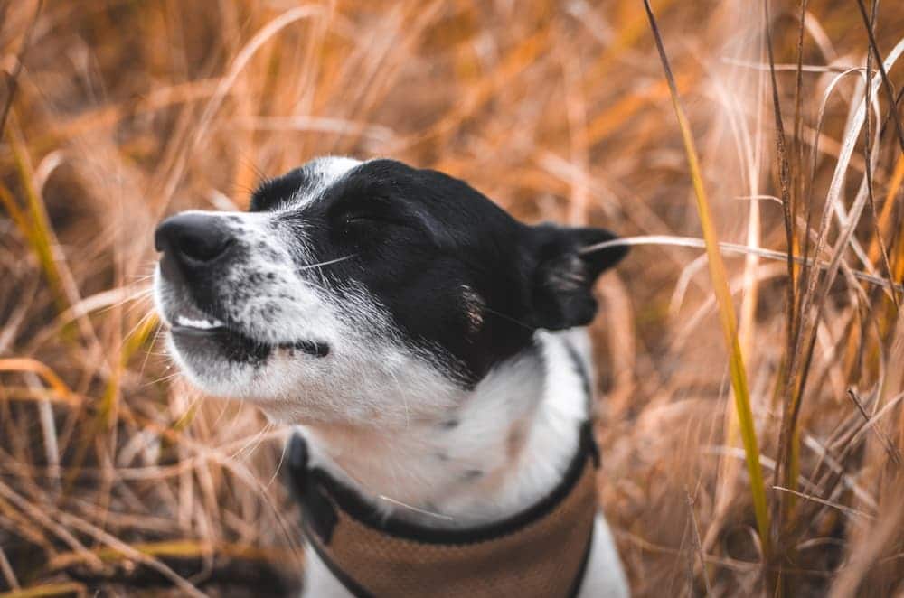 Can Pets Sneeze like a Human? The Pet Town