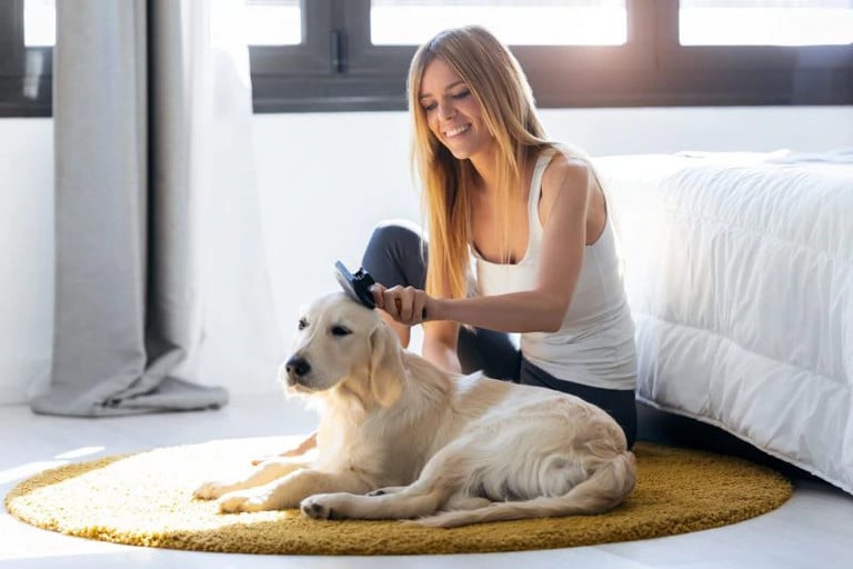 Pet Hair Care Rules What You Can and Can’t Do The Pet Town