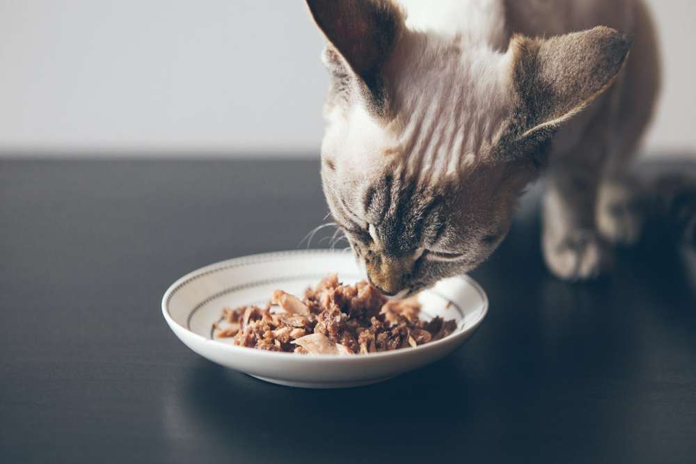 What Is The Best Food For A Cat With Hyperthyroidism The Pet Town What Is The Best Food For A Cat With Hyperthyroidism The Pet Town
