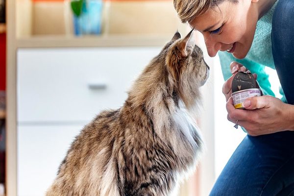 What Is The Best Food For A Cat With Hyperthyroidism The Pet Town what-is-the-best-food-for-a-cat-with-hyperthyroidism-the-pet-town