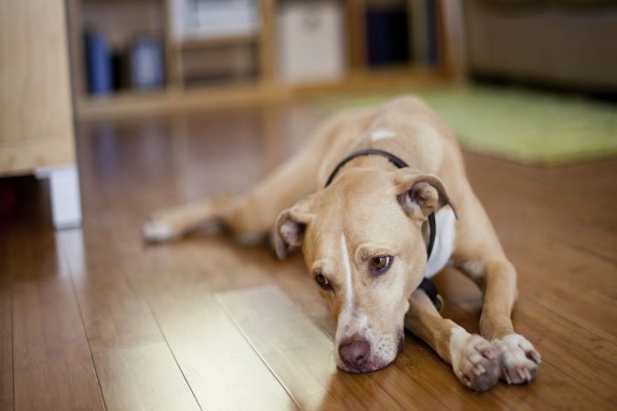 How Long Can A Dog Live With An Enlarged Spleen The Pet Town
