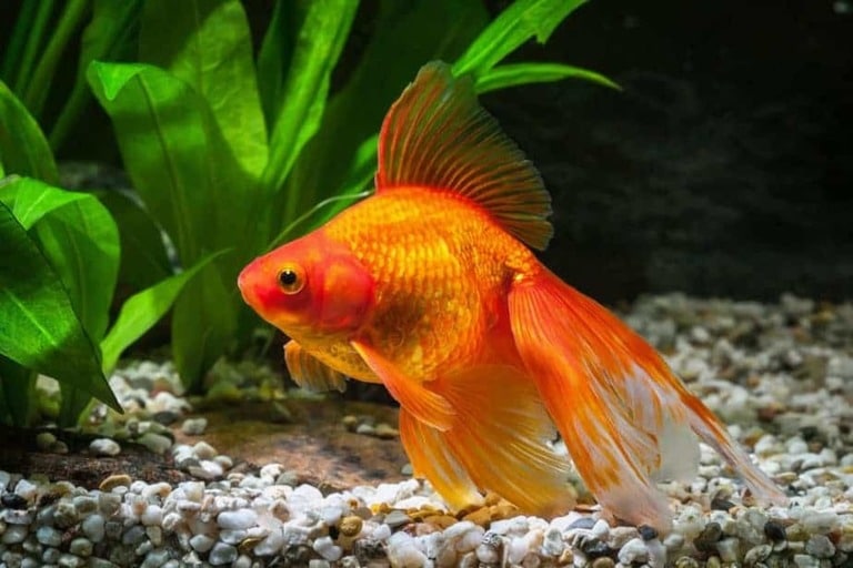 How Do Goldfish Sleep When Do They Sleep and For How Long? The Pet Town