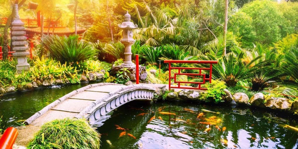 Koi Fish History Explained And Meaning The Pet Town