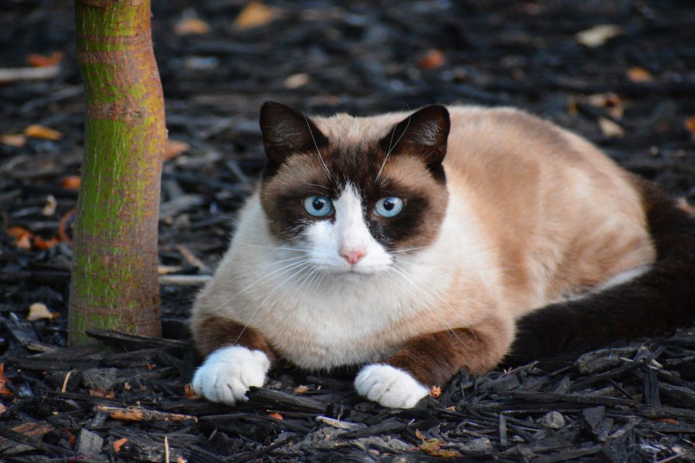 Snowshoe Cat Price Range What to Expect When Buying Snowshoe Cats