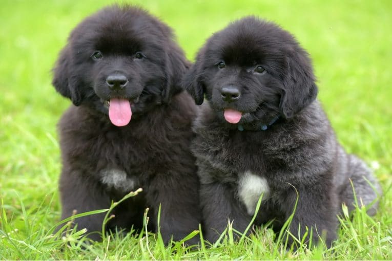 Newfoundland Dog Price Range Cost of Buying, Adopting, & Caring for