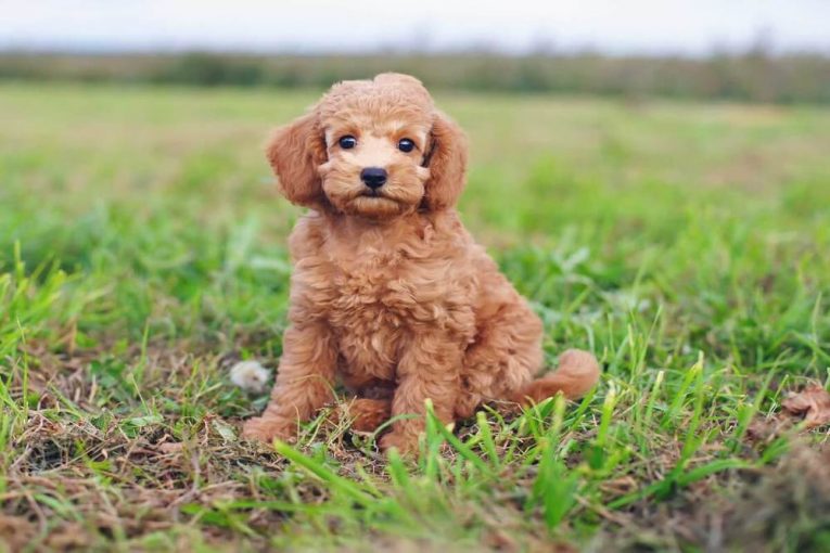 Teacup & Toy Poodle Price Range What Is the Cost of Buying and Adoption? The Pet Town