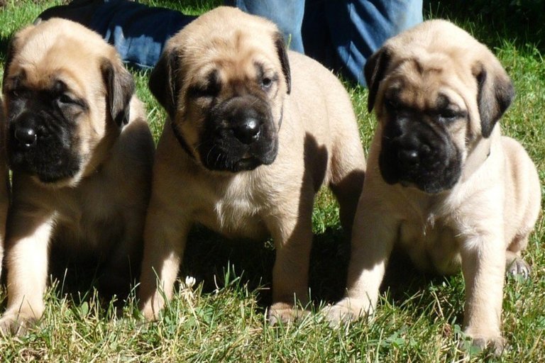 English Mastiff Price Range Cost What Are Buying and Ongoing Charges