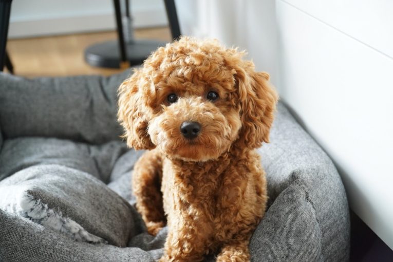 Teacup & Toy Poodle Price Range What Is the Cost of Buying and