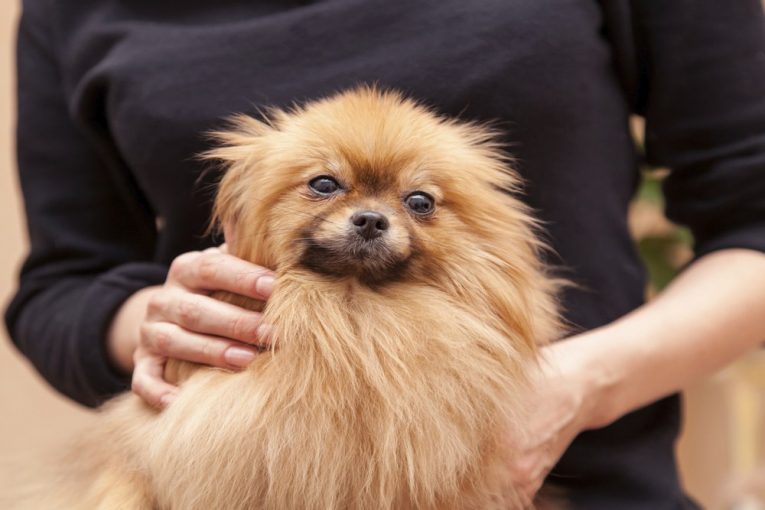 Pomeranian Puppy Price Range Most Important Factors That Affect Price