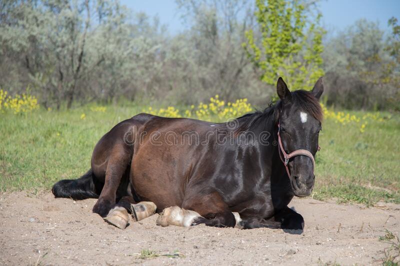 How many stomachs does a horse have The Pet Town