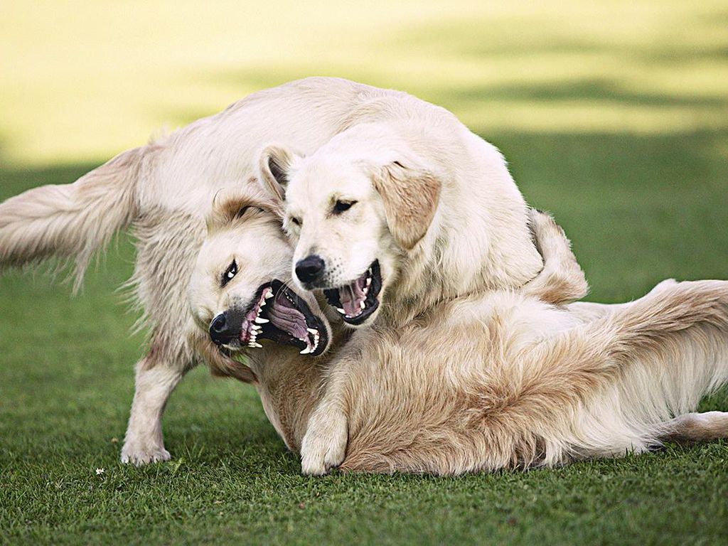 How to Stop Dogs from Fighting in the Same Household Effective Tips