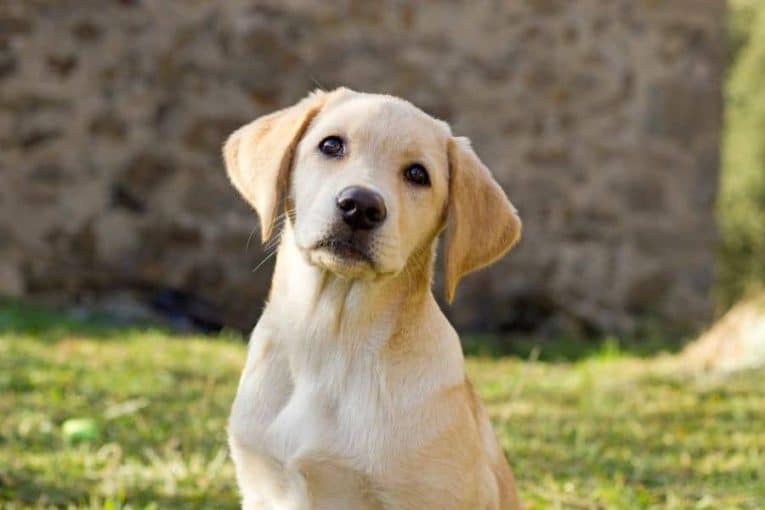 Labrador Retriever Price, Ownership Cost & Buying Guide The Pet Town