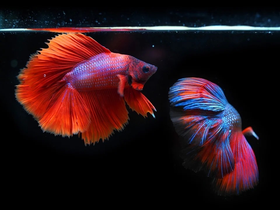 What You Need to Know Before Getting a Betta Fish.