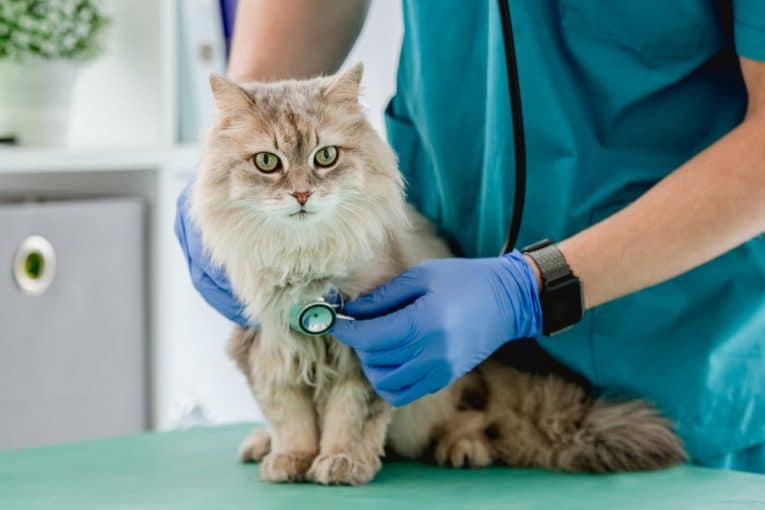 How Do You Stop A Cat From Having Seizures? Tips to Reduce Cat Seizures