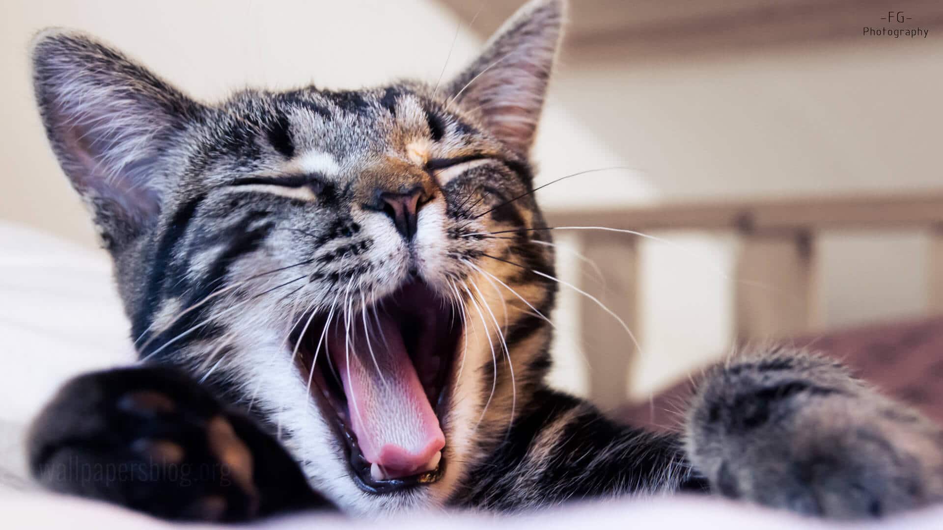 How Clean Is A Cat s Mouth How To Clean A Cat s Mouth The Pet Town
