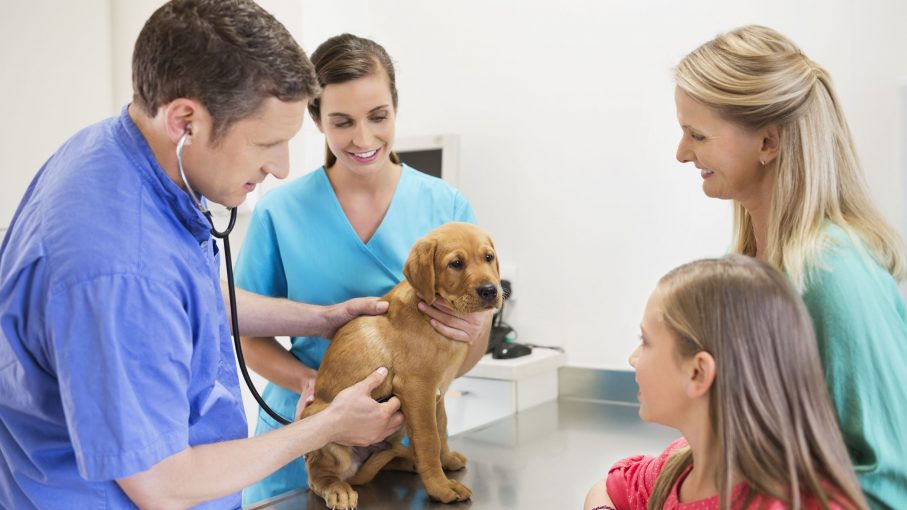 What Causes Spleen Problems In Dogs Enlarged Spleen In Dogs The Pet