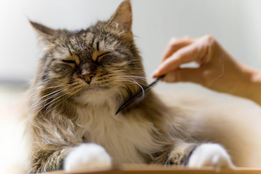 Curated visual reference: Picture Idea: How To Keep Ticks Off Cats What Are Ticks How