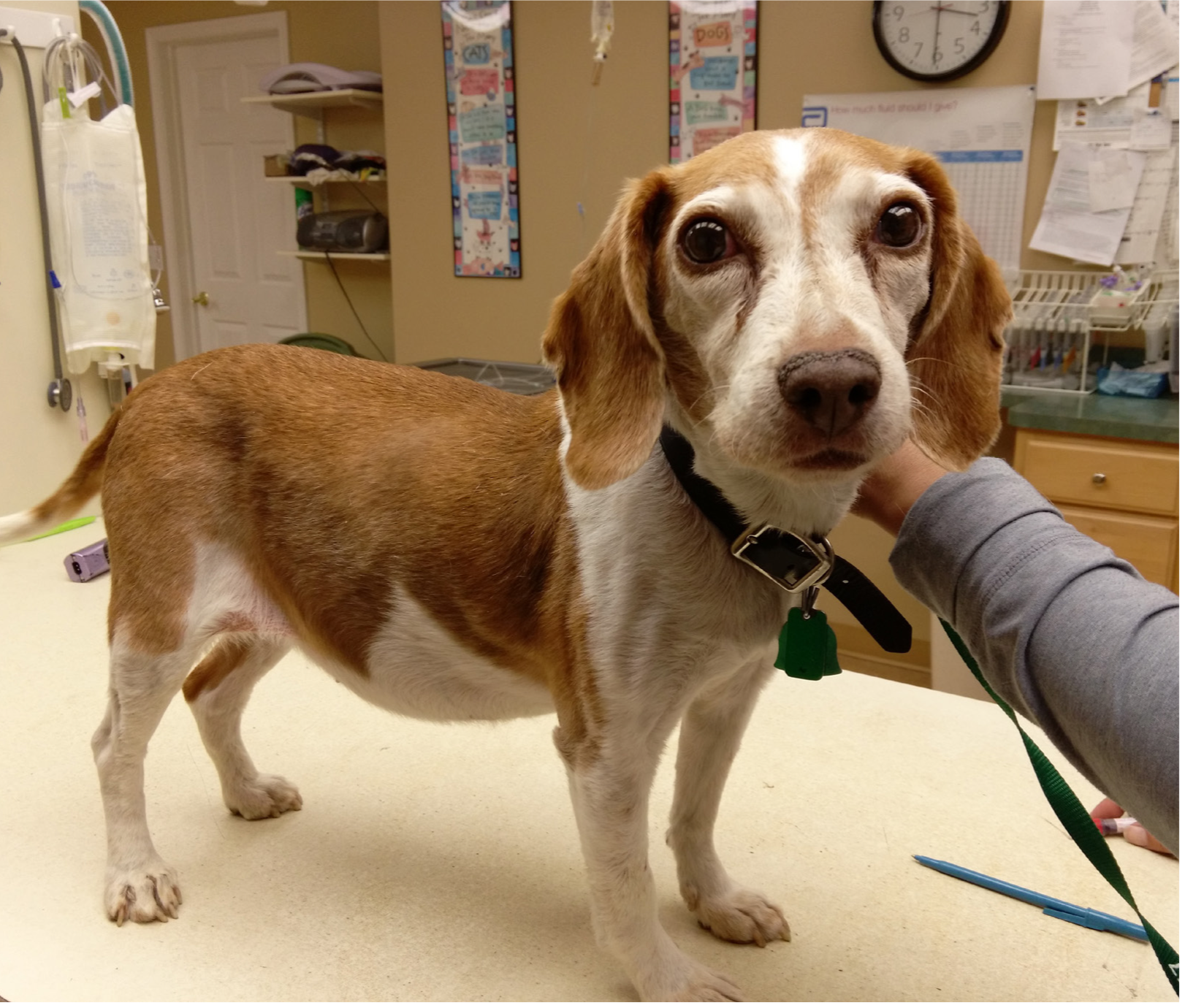 What is Cushings in Dogs?