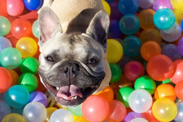 Color Dogs See Best