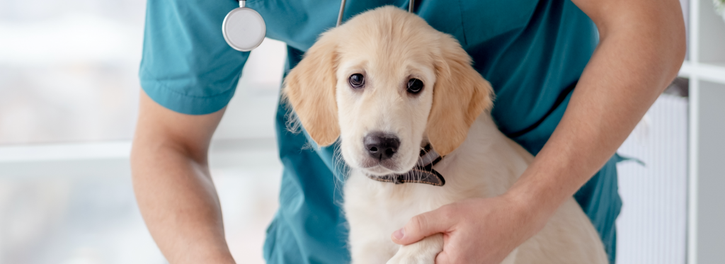 Picture of Why and How Often Do You Express Dog Glands? - The Pet Town