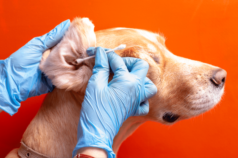 How to Tell If a Dog is Deaf The Pet Town