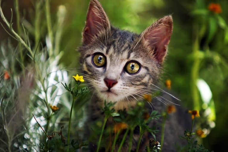 What Happens If My Cat Misses a Dose of Methimazole? The Pet Town