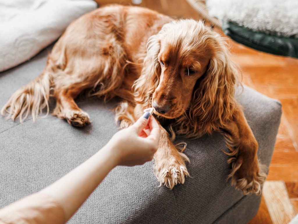 What to Do If My Dog Took A Walnut? The Pet Town